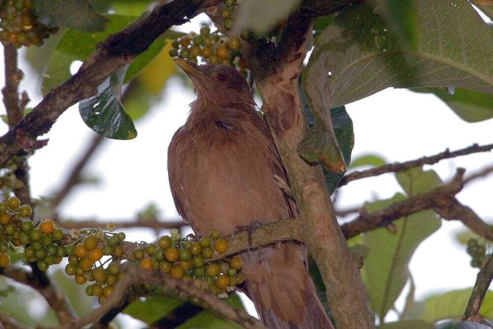 Image of Clay-colored Robin