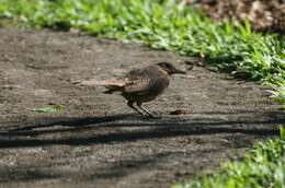 Image of Clay-colored Robin