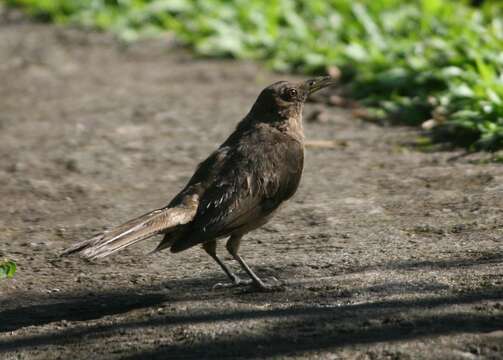 Image of Clay-colored Robin