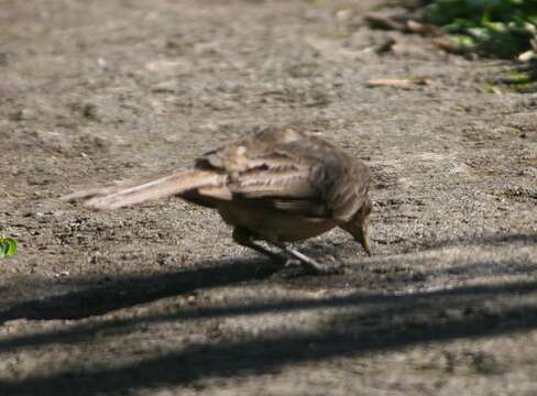 Image of Clay-colored Robin