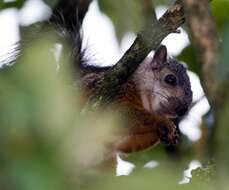 Image of Variegated Squirrel