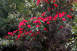 Image of Tree Rhododendron