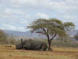 Image of Ceratotherium simum simum