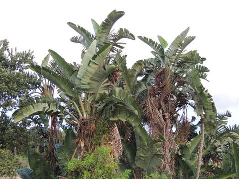 Image of Natal wild banana