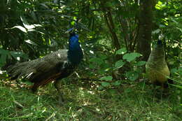 Image of Asiatic peafowl