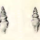 Image of Marita inornata (G. B. Sowerby Iii 1896)