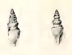 Image of Marita inornata (G. B. Sowerby Iii 1896)