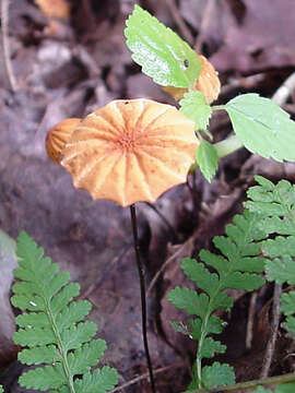 Imagem de Marasmius siccus