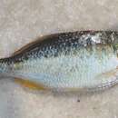 Image of Bengal danio