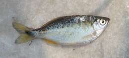 Image of Bengal danio