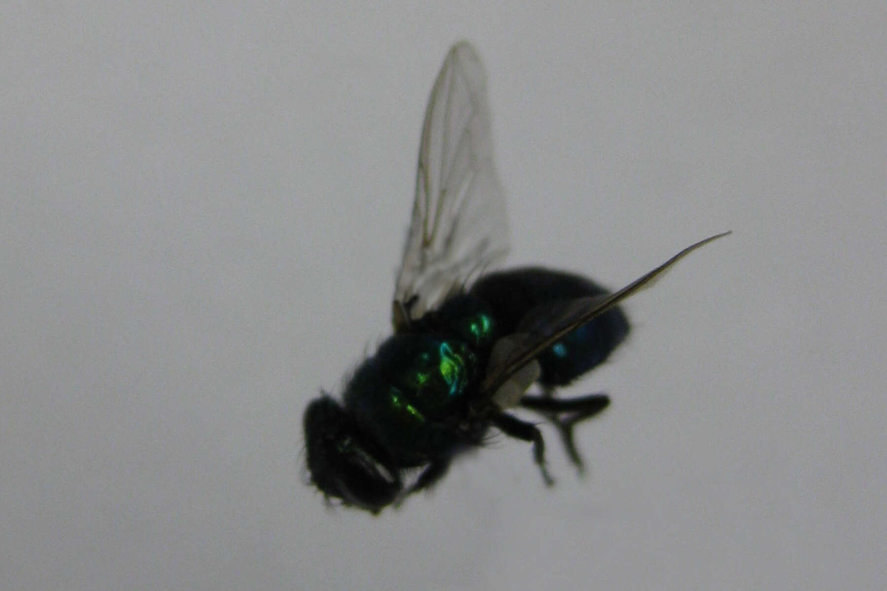 Image of Sheep blowfly