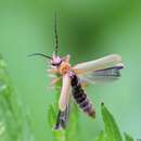 Image of Cantharis pallida