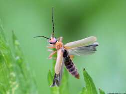 Imagem de Cantharis pallida