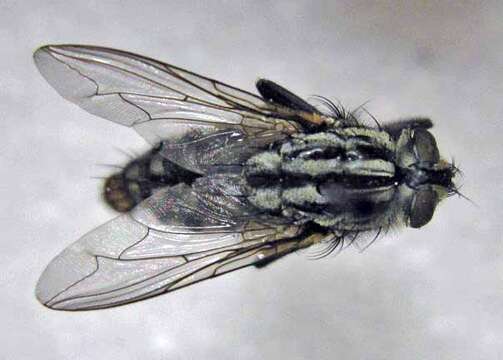 صورة Sarcophaga haemorrhoidalis