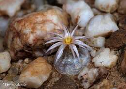 Image of Conophytum hammeri G. Williamson & H. C. Kennedy