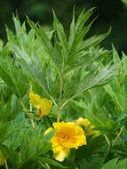 Слика од Paeonia delavayi subsp. ludlowii (Stern & G. Taylor) B. A. Shen