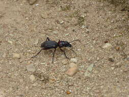 Image of Anthia (Termophilum) decemguttata (Linnaeus 1764)