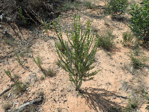 Imagem de Eremophila compressa R. J. Chinnock