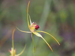 Image of Carbunup king spider orchid