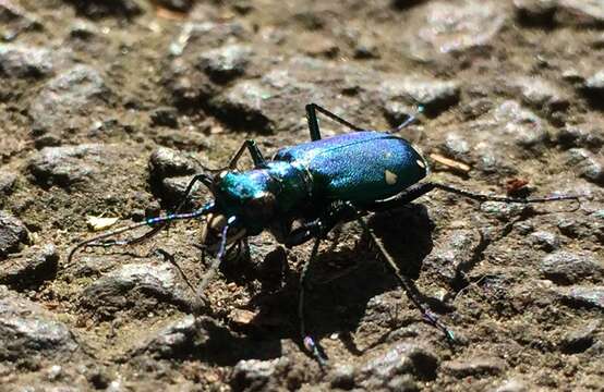 Sivun Tetracha carolina kuva