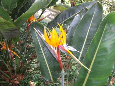 Image of Bird of paradise plant