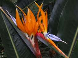 Image of Bird of paradise plant