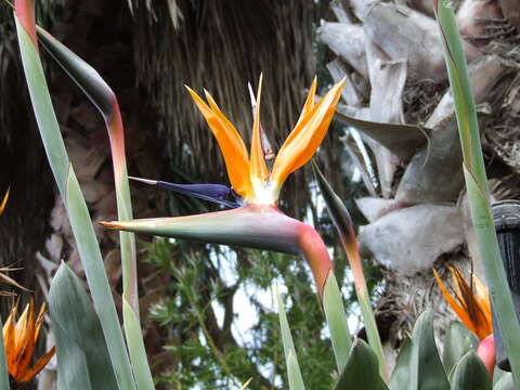 Image of Bird of paradise plant