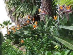 Image of Bird of paradise plant