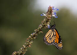 Imagem de Salvia uliginosa Benth.