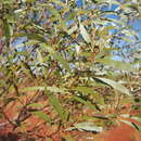 Acacia thomsonii Maslin & M. W. McDonald的圖片