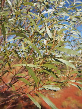 Image of Acacia thomsonii Maslin & M. W. McDonald