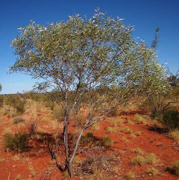 Image of Acacia thomsonii Maslin & M. W. McDonald