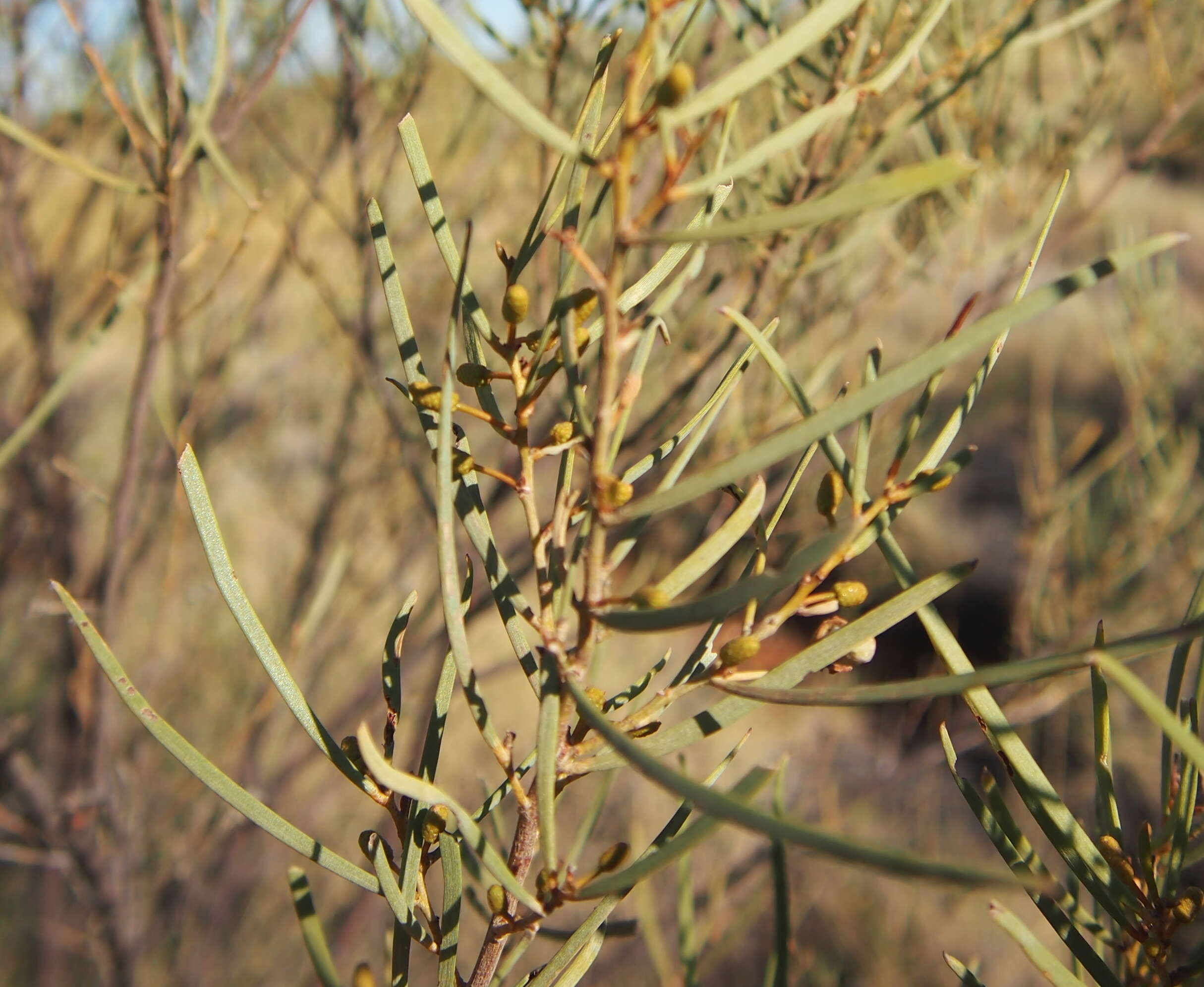 Image of Acacia trachycarpa E. Pritz.