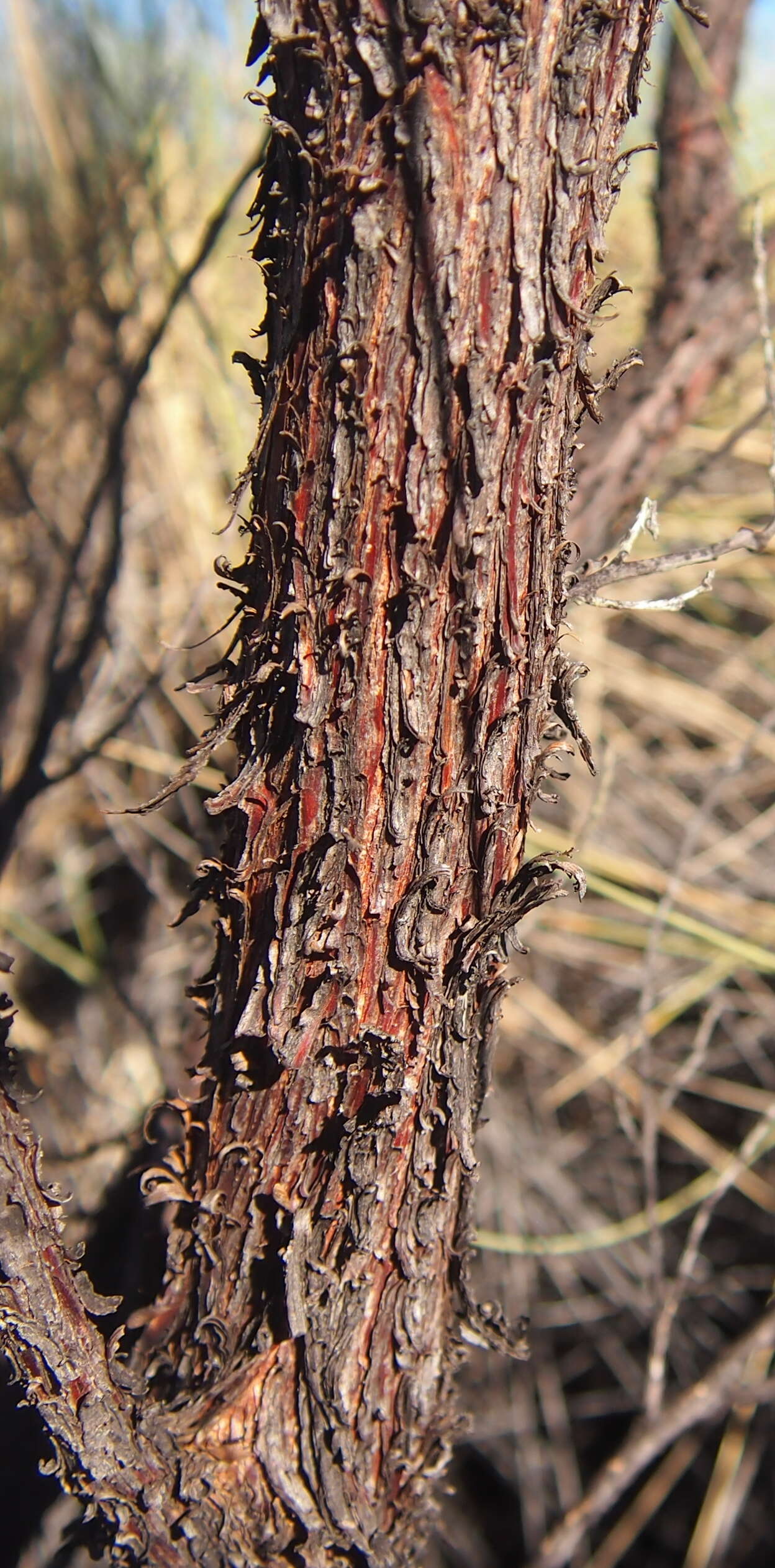 Image of Acacia trachycarpa E. Pritz.