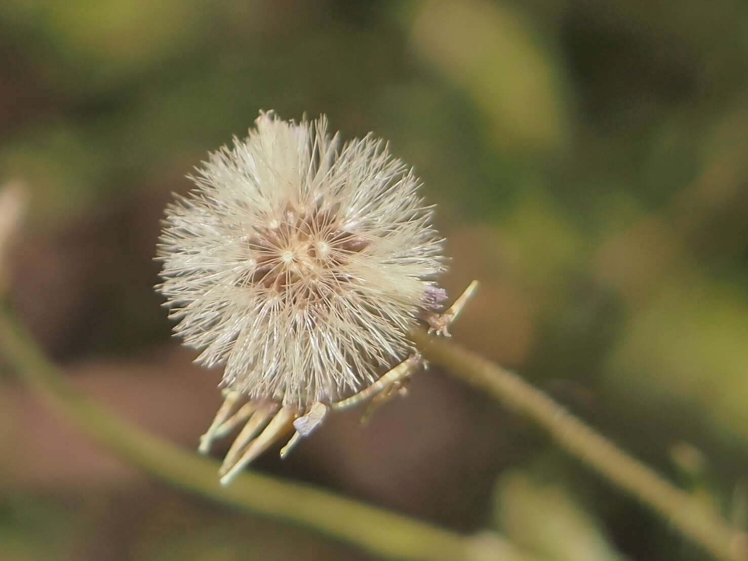 Olearia stuartii (F. Müll.) F. Müll. resmi