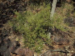 Olearia stuartii (F. Müll.) F. Müll. resmi