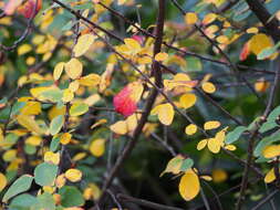 صورة Cotoneaster integerrimus Medik.