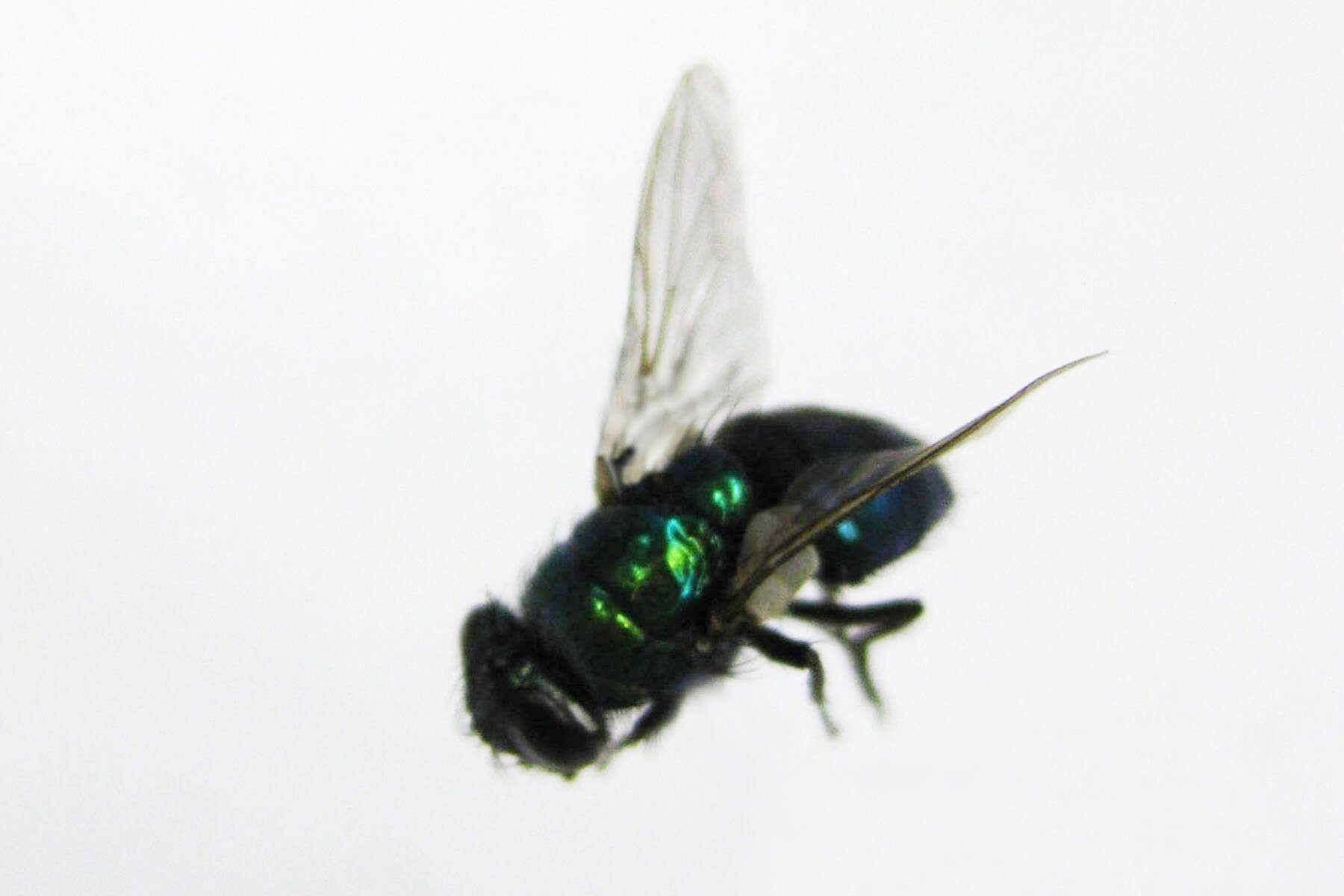 Image of Sheep blowfly