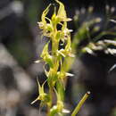 Image of Prasophyllum gracile