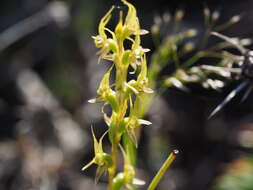 Image of Prasophyllum gracile