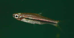 Image of Rasbora rutteni Weber & de Beaufort 1916