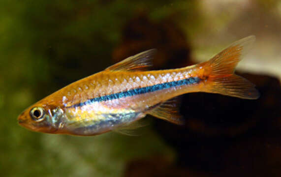 Image of Sarawak rasbora