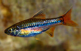 Слика од Rasbora sarawakensis Brittan 1951