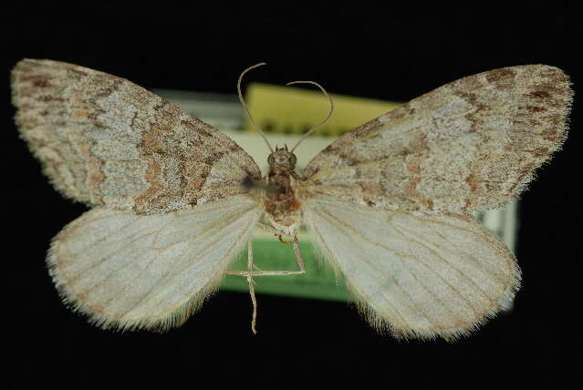 Image of Hydriomena expurgata Barnes & McDunnough 1918