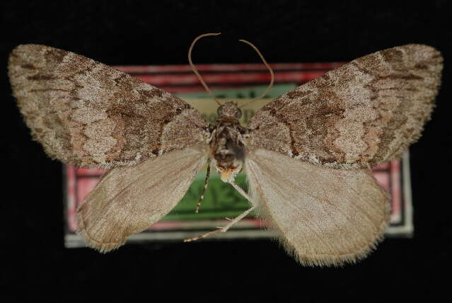 Image of Hydriomena expurgata Barnes & McDunnough 1918