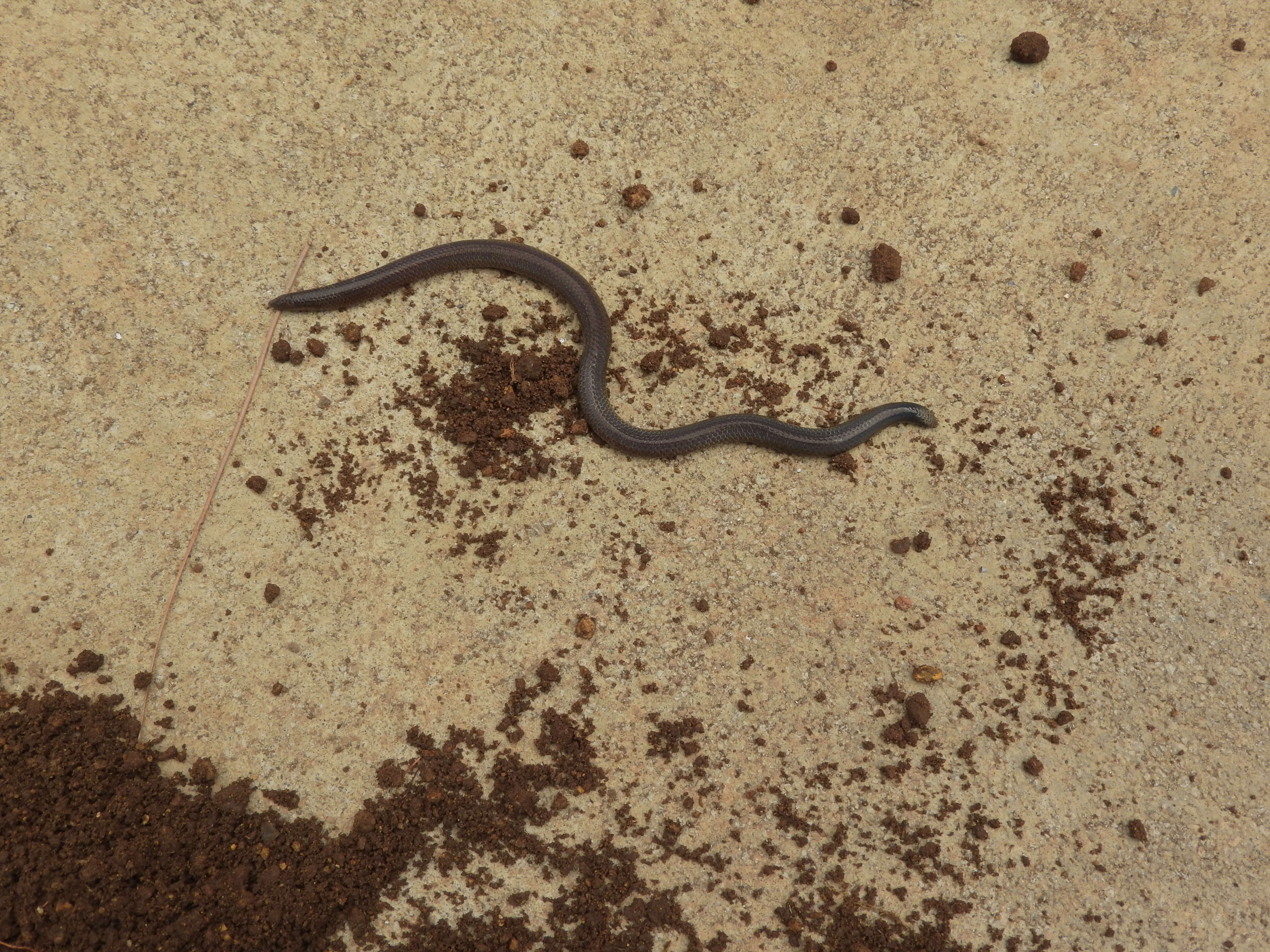 Image of Elliot's Earth Snake