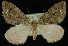 Слика од Hydriomena albifasciata Packard 1874