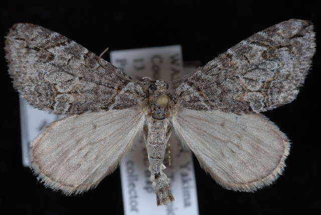 Слика од Hydriomena edenata Swett 1909