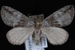 Слика од Hydriomena edenata Swett 1909