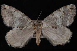 Image of Oak Winter Highflier